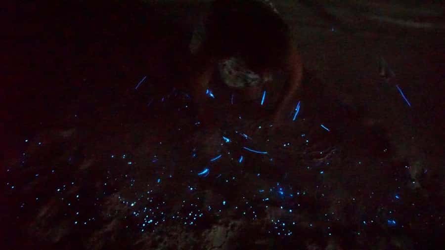 Holbox: Bioluminescence by Kayak and Stargazing. - Cancellation and timing basics