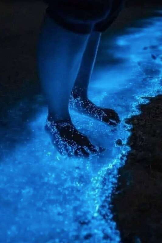 Holbox: Guided Bioluminescence Kayaking Tour - Meeting Up and Getting to the Water