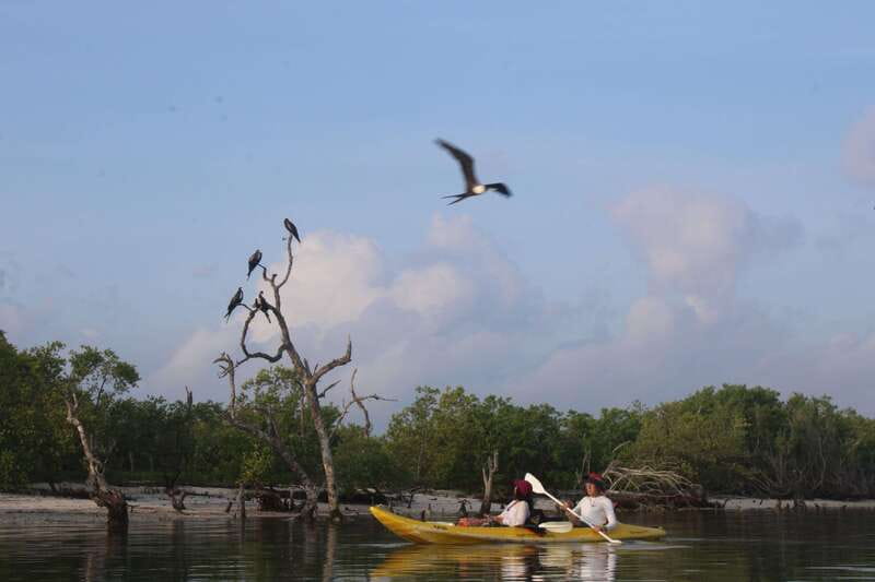 Holbox: Guided Sunrise/Sunset Kayak Tour by Mangrove Reserve - The animals you might see