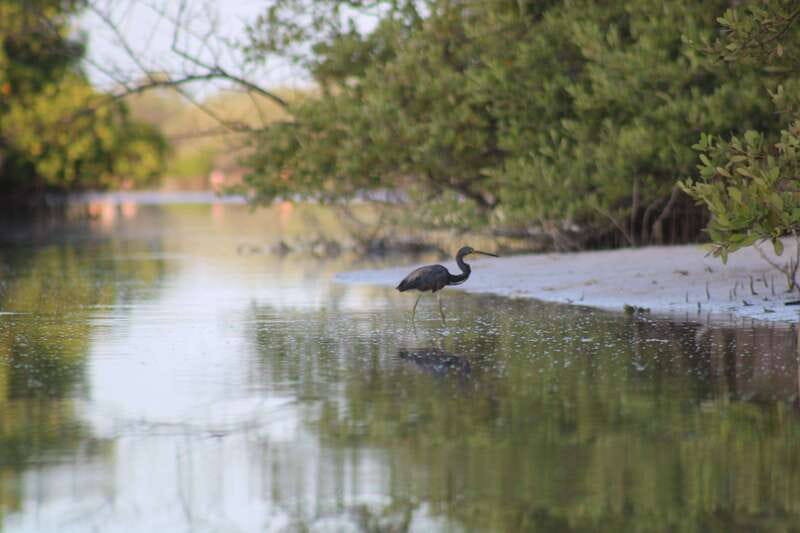Holbox: Guided Sunrise/Sunset Kayak Tour by Mangrove Reserve - A golf cart ride from your Holbox hotel