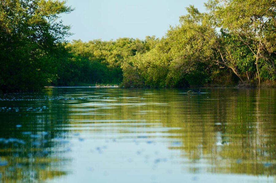 Holbox: Mangrove Sunset Kayak Tour - Should you book the Mangrove Sunset Kayak Tour?