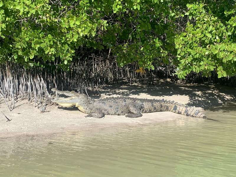 Holbox: Mangrove Sunset Kayak Tour - How difficult is the paddling?