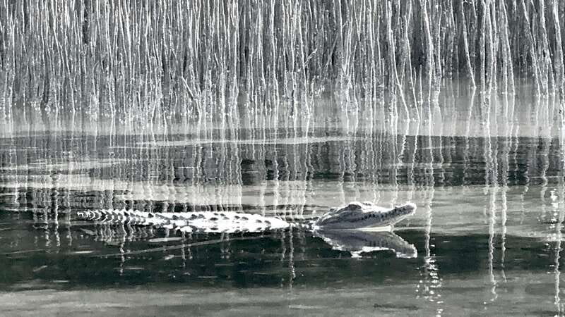 Holbox: Mangrove Sunset Kayak Tour - What the $55 price covers