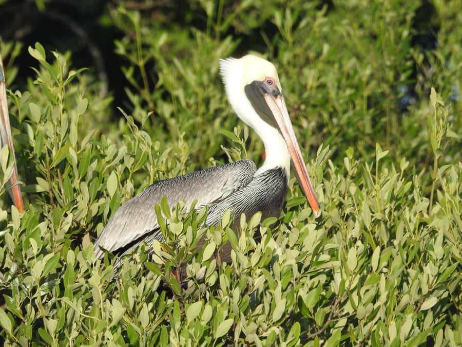 Holbox: Sunrise Kayak Tour through the Mangroves - From Holbox streets to the northwest beach