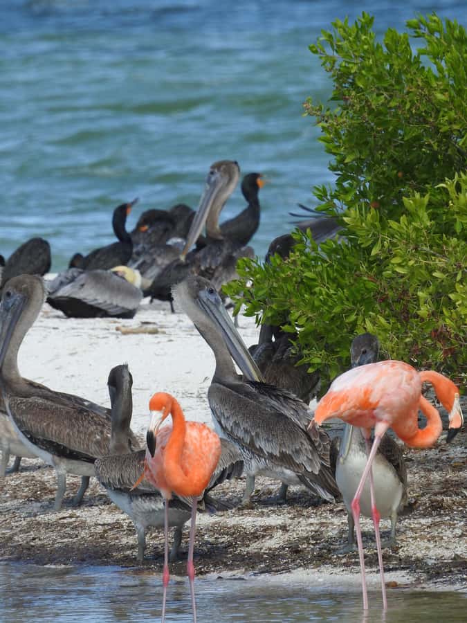 Holbox: Sunrise Kayak Tour through the Mangroves - Entering the Kuká River mangroves