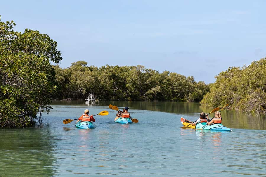 Holbox: Sunrise Kayak Tour through the Mangroves - A short break to reset