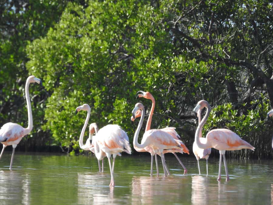 Holbox: Sunrise Kayak Tour through the Mangroves - Cenote Yalahau and what the admission means