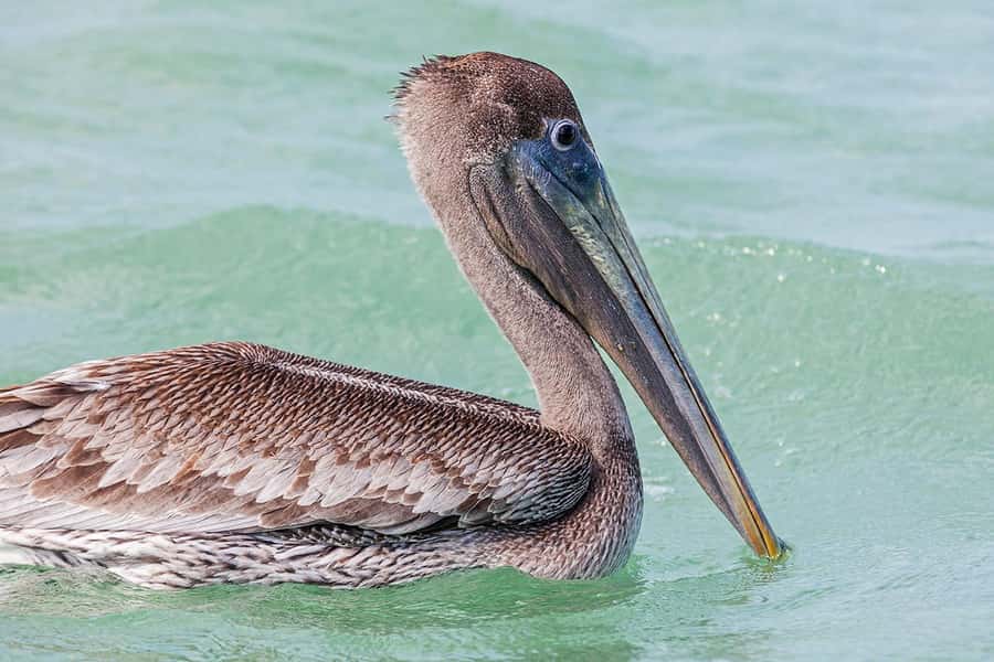 Holbox: Sunrise Kayak Tour through the Mangroves - What the $58 price includes