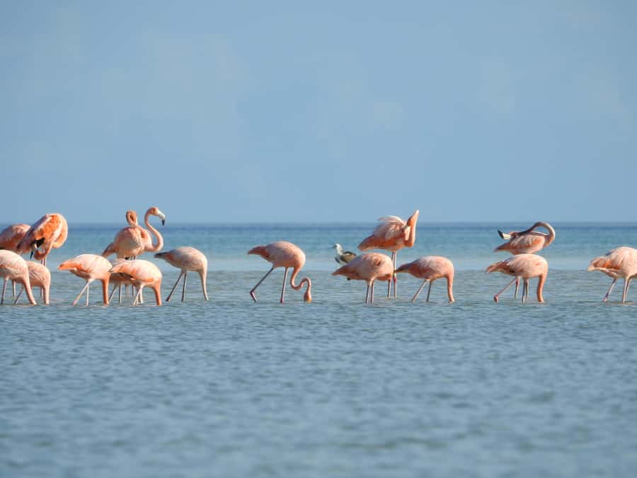 Holbox: Sunrise Kayak Tour through the Mangroves - Group size, language, and guide quality