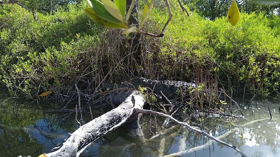 Holbox: Sunrise Kayak Tour through the Mangroves - Is the kayaking physically demanding?