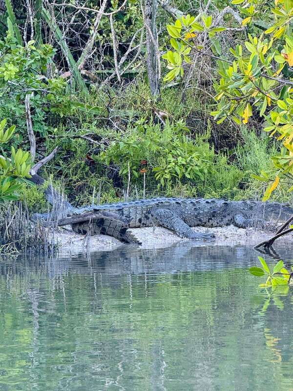 Holbox: Sunrise & Mangrove Kayak Tour - Why this sunrise paddle is different on Holbox