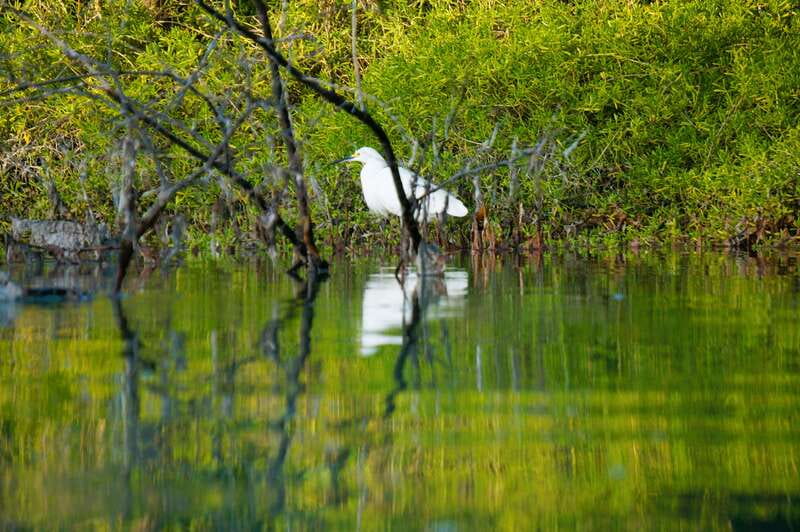 Holbox: Sunrise & Mangrove Kayak Tour - Birds, flamingos, and crocodiles in the wild