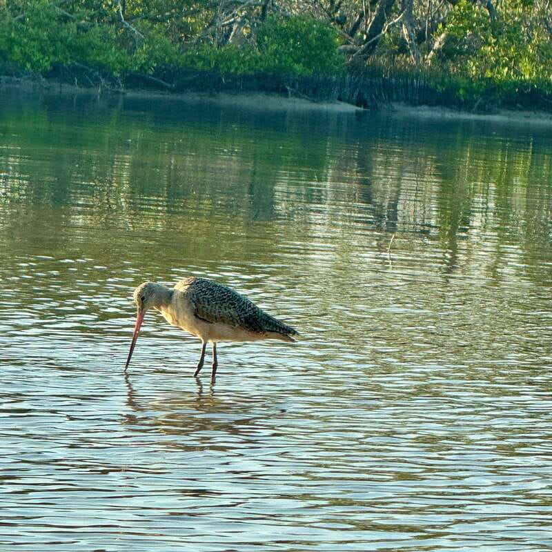 Holbox: Sunrise & Mangrove Kayak Tour - The guide makes the difference
