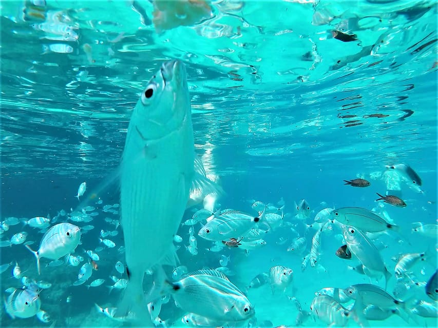 Ibiza: Snorkeling and SUP Paddle, Beach and Cave Tour - Key points to know before booking