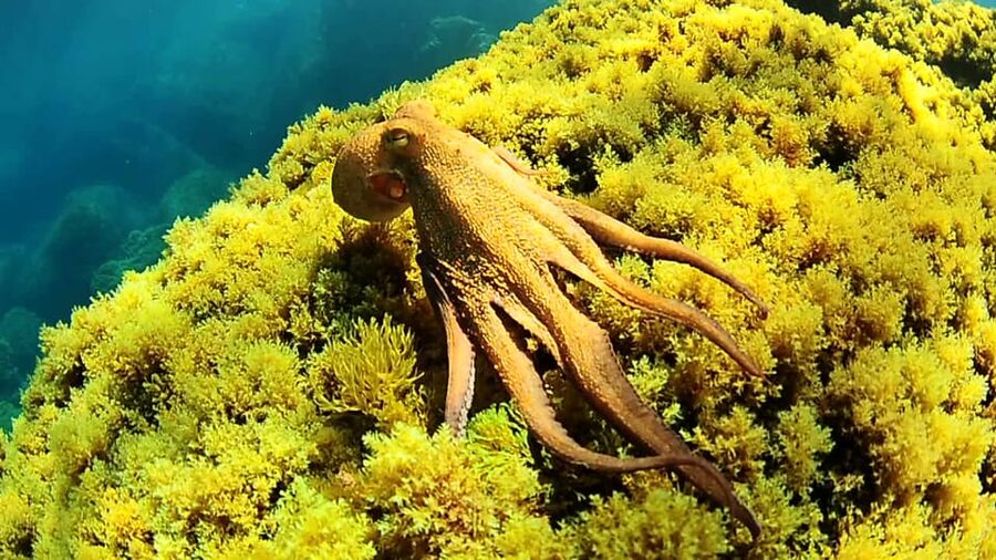Ibiza: Snorkeling and SUP Paddle, Beach and Cave Tour - A west-coast boat ride with plenty to do