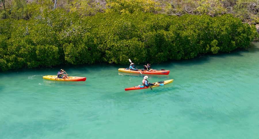 Ile d Ambre Kayaking - Inside the mangroves