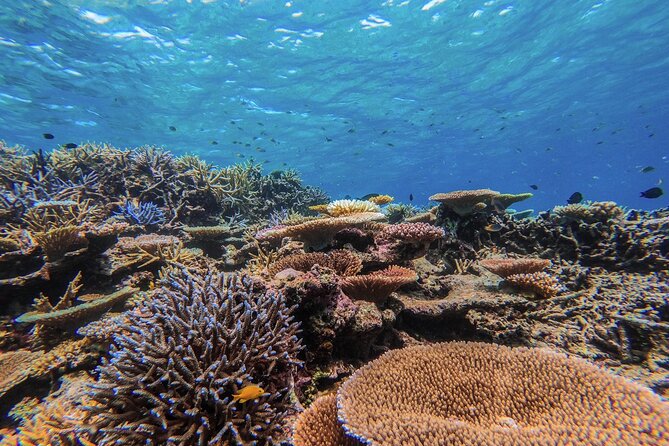 Iriomote Island 1-Day Snorkeling & Mangrove SUP or Canoe - What to wear and what to bring