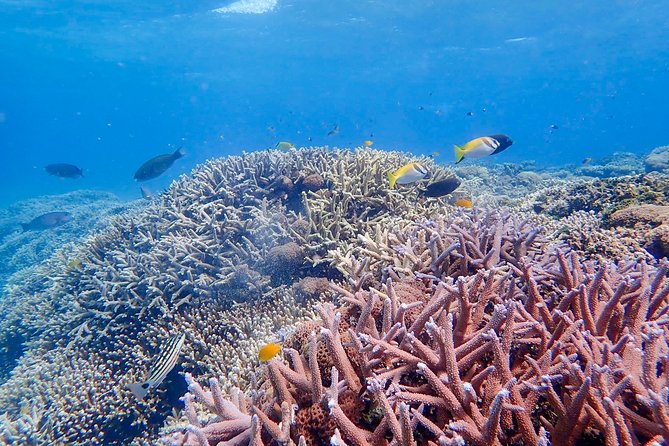 Iriomote Island 1-Day Snorkeling & Mangrove SUP or Canoe - How much value do you get for $99.10?