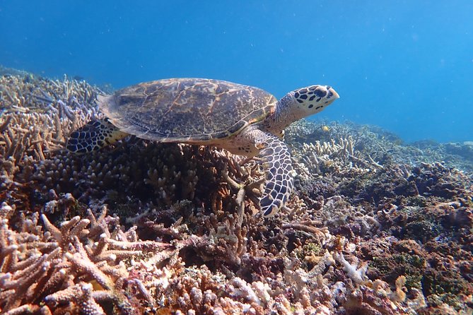 Iriomote Island 1-Day Snorkeling & Mangrove SUP or Canoe - Language, group size, and the feel of the day