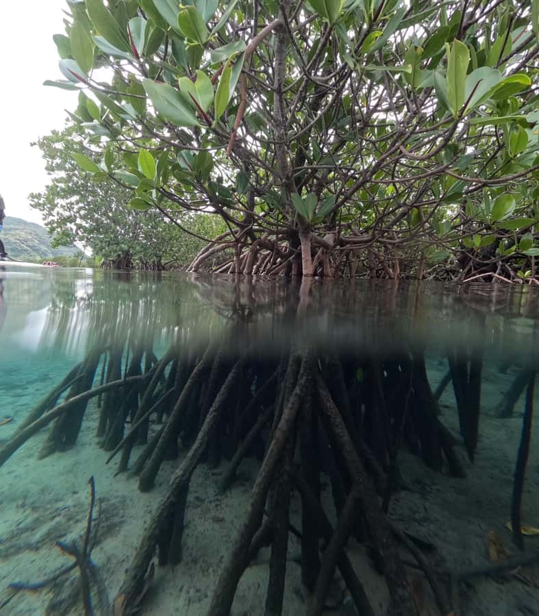 Iriomote island: Mangrove River SUP or Canoe Cruising Tour - Booking and cancellation details that matter