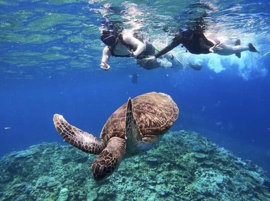 Iriomote Mangrove SUP and Snorkeling at Coral island - Key points to know before booking