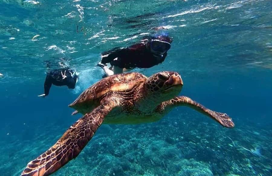 Iriomote Mangrove SUP and Snorkeling at Coral island - Why Iriomote makes this more than a standard beach outing