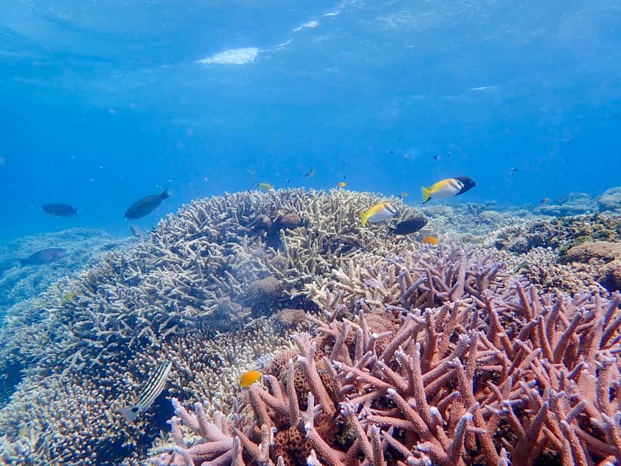 Iriomote Mangrove SUP and Snorkeling at Coral island - Paddling through the mangroves