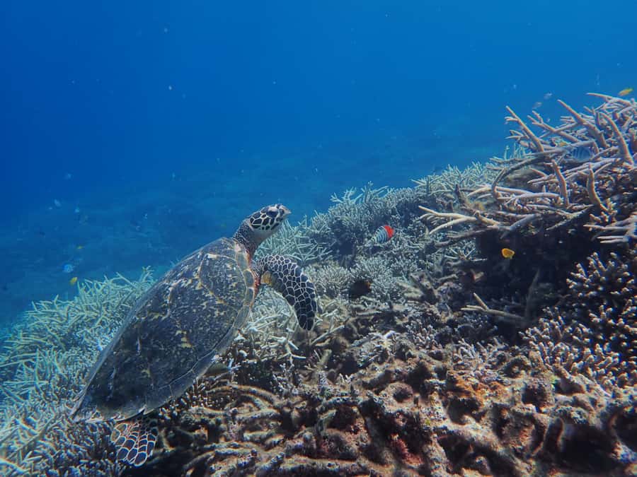 Iriomote Mangrove SUP and Snorkeling at Coral island - What the $96 price really covers