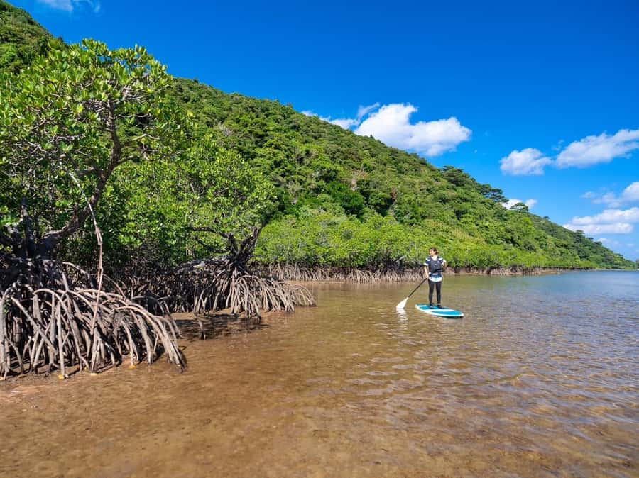 Iriomote Mangrove SUP and Snorkeling at Coral island - Who will enjoy this outing most