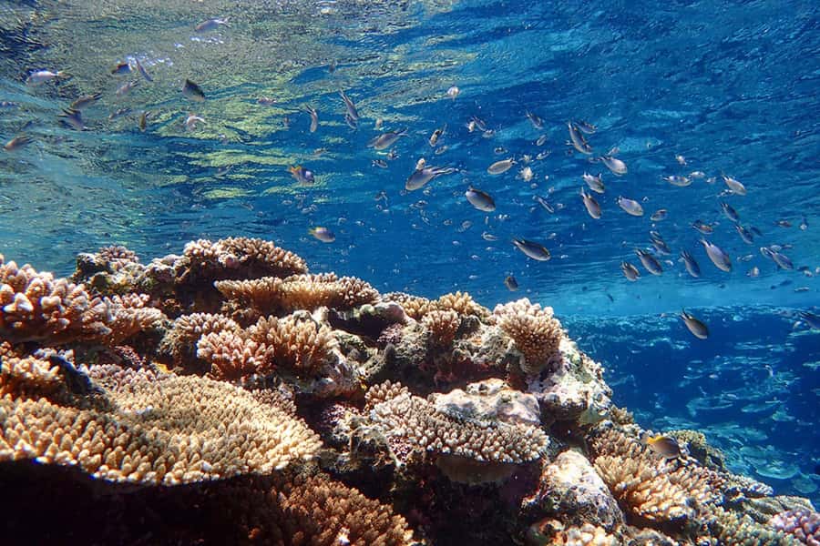 Ishigaki Island: SUP or Canoeing and Snorkeling at Blue Cave - Who should book this Ishigaki tour?