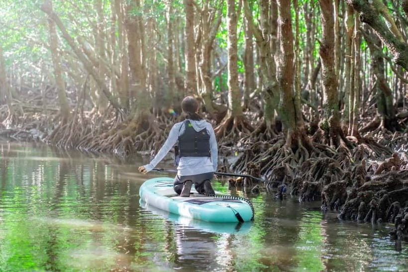Ishigaki:Mangrove&Sea SUP/Kayak Tour with SLR&Drone footage - What the guide adds to the experience