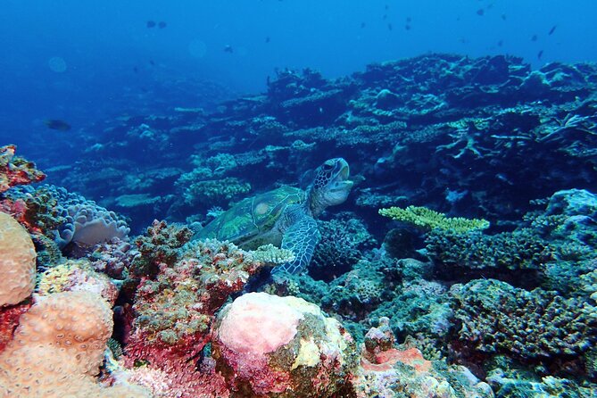 [Ishigaki]Mangrove SUP/Canoe + Blue Cave Snorkeling - A simple packing and planning checklist