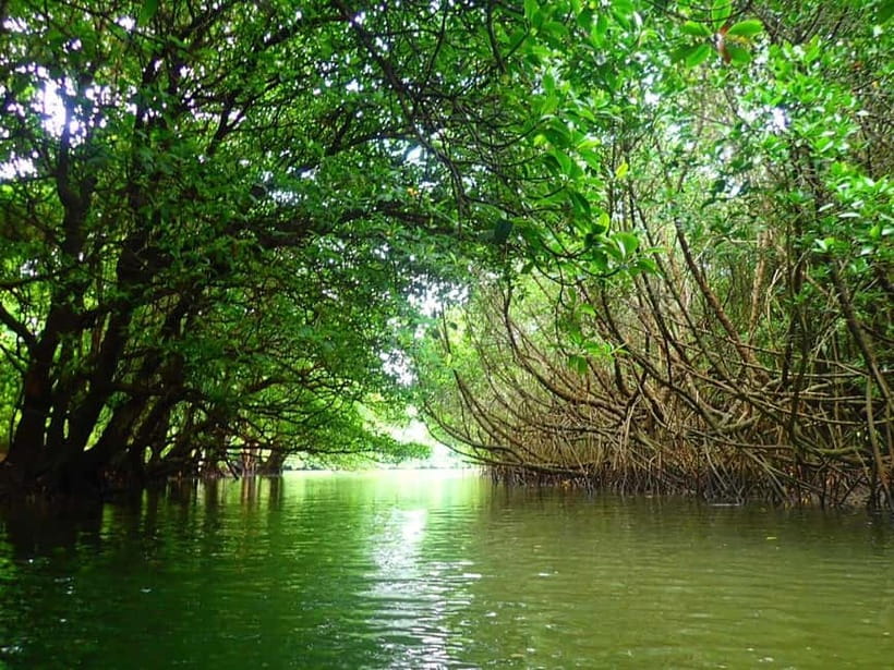 Ishigaki: Mangrove SUP or Canoe & Phantom Island Snorkeling - Miyara River and its hirugi forest