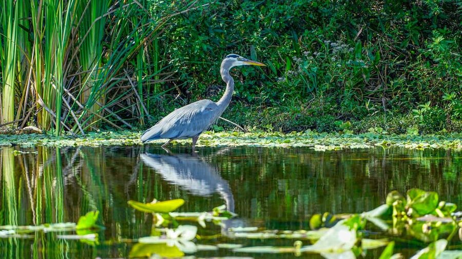 Jupiter: Wild and Scenic Loxahatchee River Kayak Tour - Should you book the Loxahatchee kayak tour?