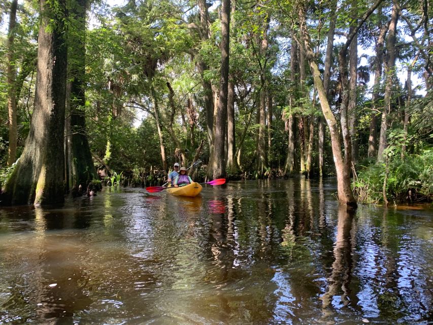 Jupiter: Wild and Scenic Loxahatchee River Kayak Tour - Paddling beneath the cypress canopy