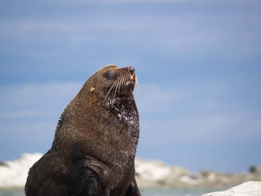 Kaikoura: Guided Family Kayaking Adventure - At a glance