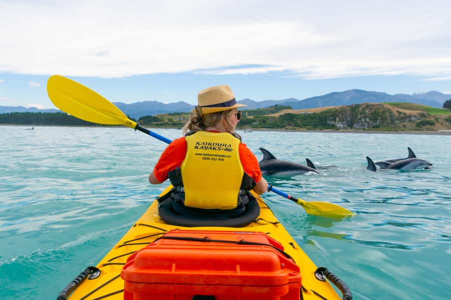 Kaikoura: Half-Day Wildlife Kayaking Tour - Key points to know before you paddle