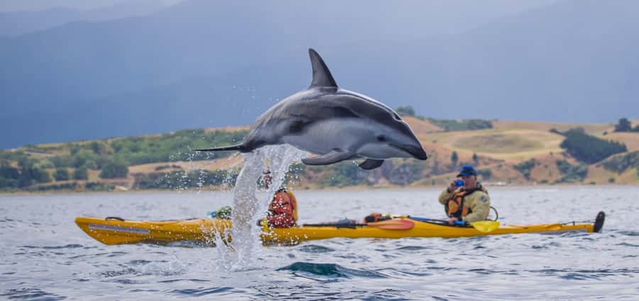 Kaikoura: Half-Day Wildlife Kayaking Tour - Why kayaking Kaikoura is different