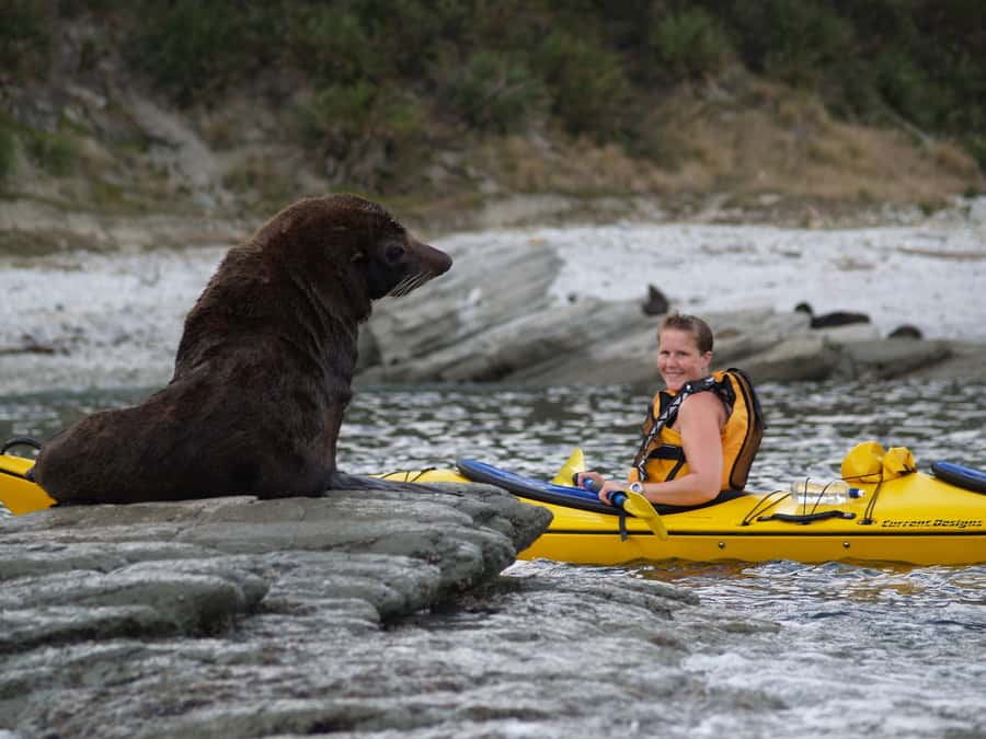 Kaikoura: Half-Day Wildlife Kayaking Tour - Meeting the fur seals near the peninsula