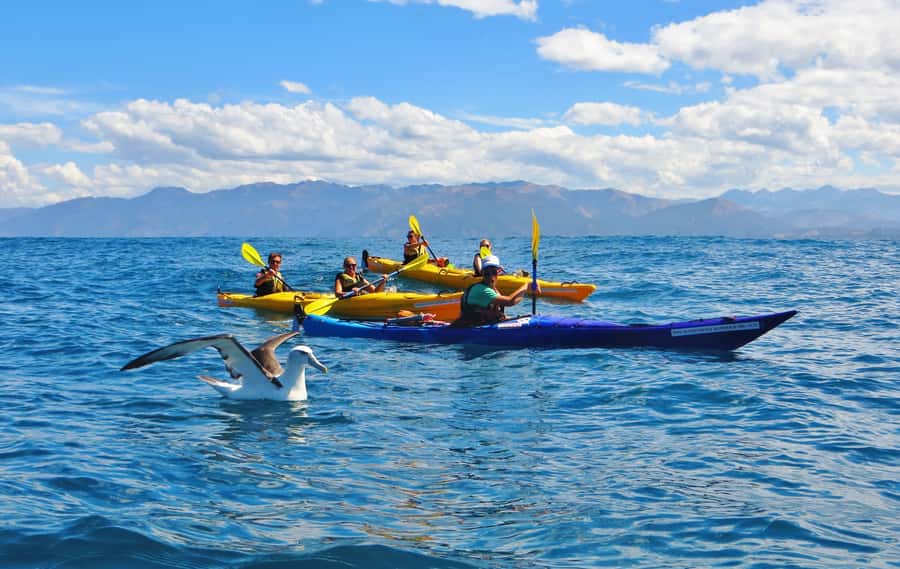 Kaikoura: Half-Day Wildlife Kayaking Tour - Dolphins, penguins, birds, and lucky surprises