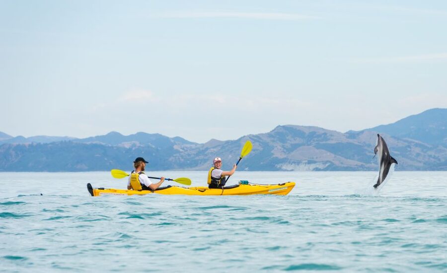Kaikoura: Half-Day Wildlife Kayaking Tour - How hard is the paddling?