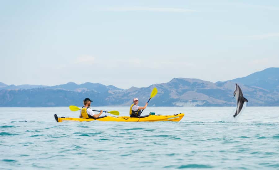 Kaikoura: Half-Day Wildlife Kayaking Tour - Equipment, comfort, and what to wear