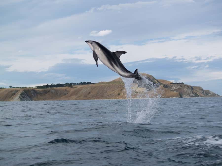 Kaikoura: Half-Day Wildlife Kayaking Tour - Who should book this kayak tour?