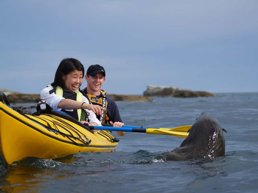 Kaikoura: Half-Day Wildlife Kayaking Tour - A practical three-hour outline