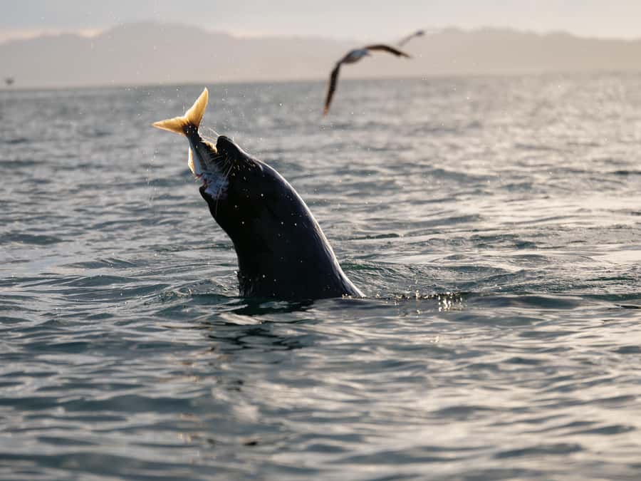 Kaikōura: Kayak Sunset Tour with Seal Sightings - Meeting at Beach Road and Getting Set Up