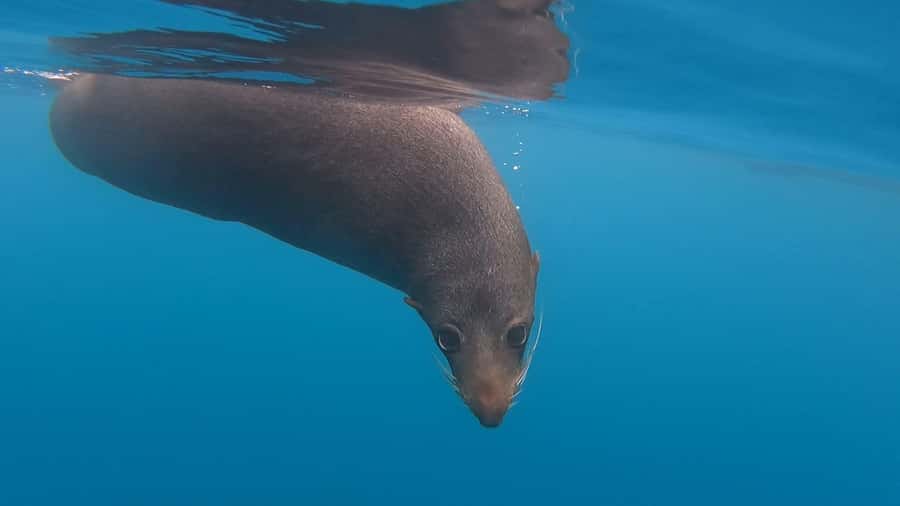 Kaikōura: Kayak Sunset Tour with Seal Sightings - Who Will Enjoy This Most