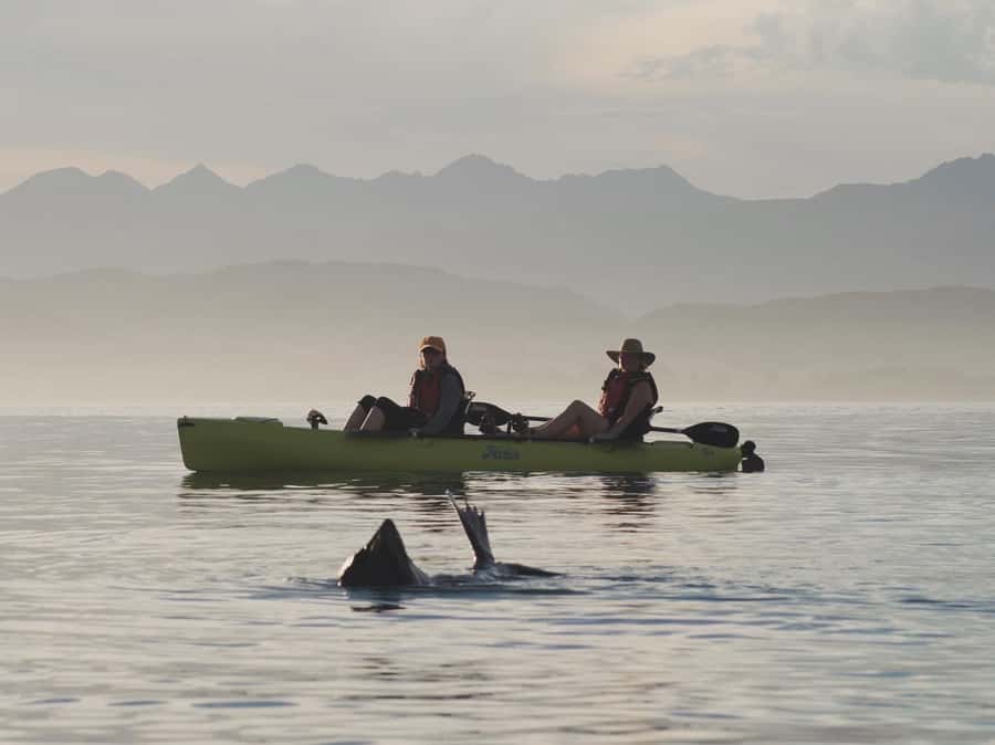 Kaikōura: Kayak Sunset Tour with Seal Sightings - Should You Book the Sunset Kayak Tour?