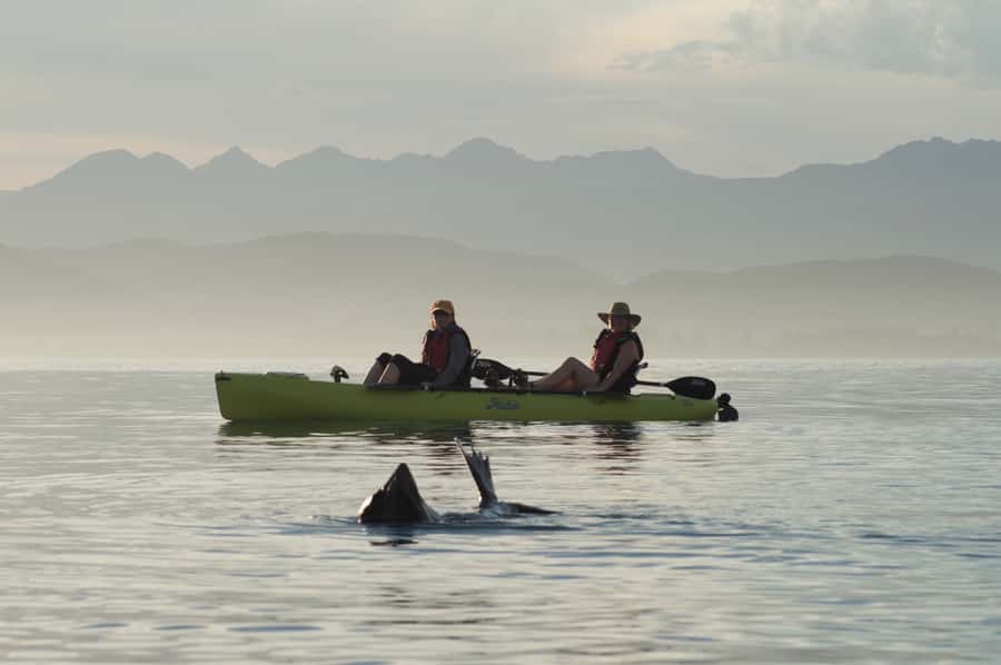 Kaikoura: Seal-Watching Pedal Kayak Tour - Why the pedal kayak changes the whole outing