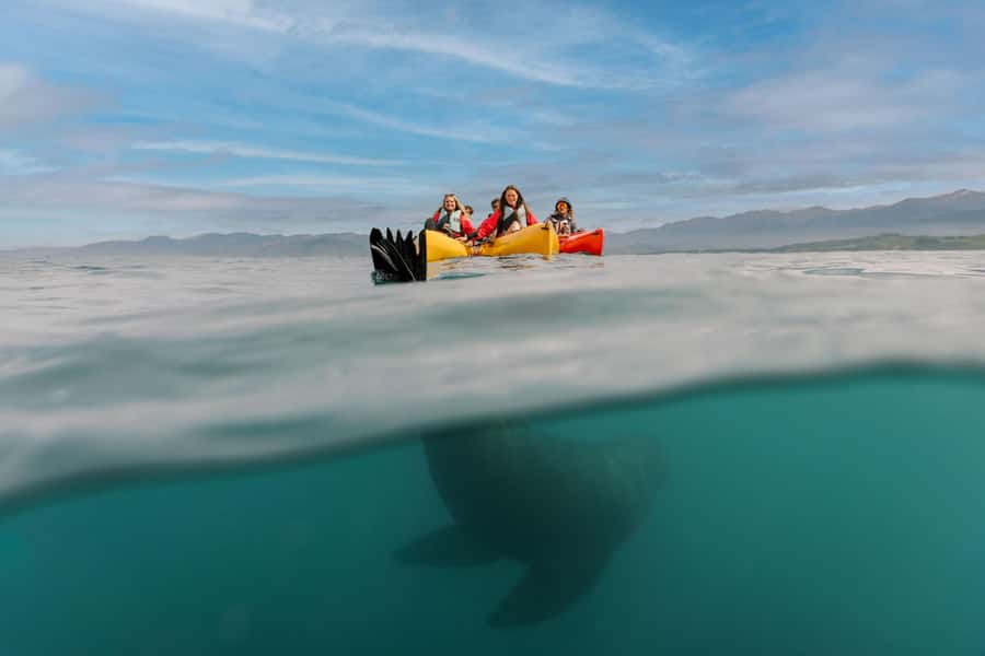 Kaikoura: Seal-Watching Pedal Kayak Tour - The five-minute ride to the peninsula