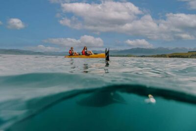 Seal-Watching Pedal Kayak Tour